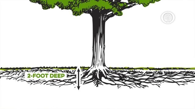 Ask an Arborist: How do I Avoid Damaging my Tree’s Roots? смотреть онлайн