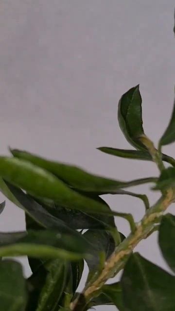 Мирт Боэтика 5🌳