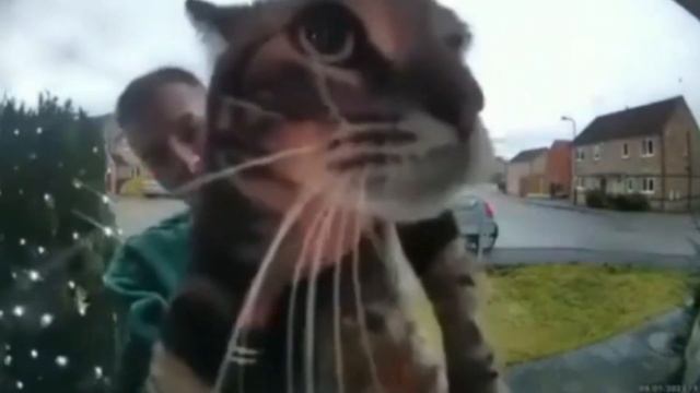 maow кот мяукает в камеру смотреть онлайн