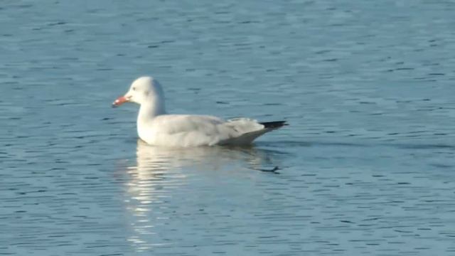 Slender-billed Gull, Gabbiano roseo (Chroicocephalus genei) смотреть онлайн