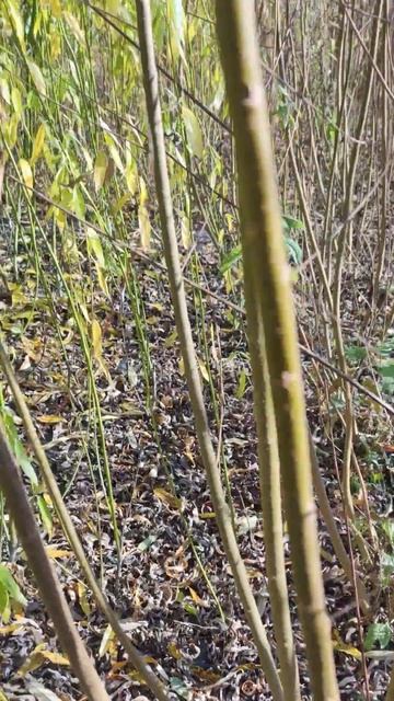 Обзор плантации сортовой ивы🌿 Смотрим урожай второго года. Американка гигантская и Ива прутовидная смотреть онлайн