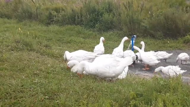 Весёлые гуси в бухте Весёлкина смотреть онлайн