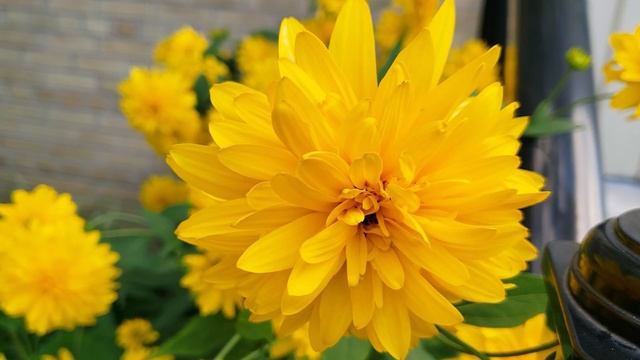 Golden glow coneflower - Beautiful Flowers 2021 смотреть онлайн