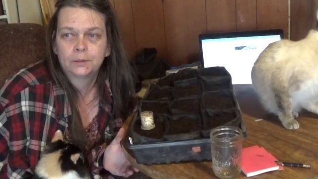 Growing Sea Kale From Seeds