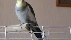 Корелла поет
