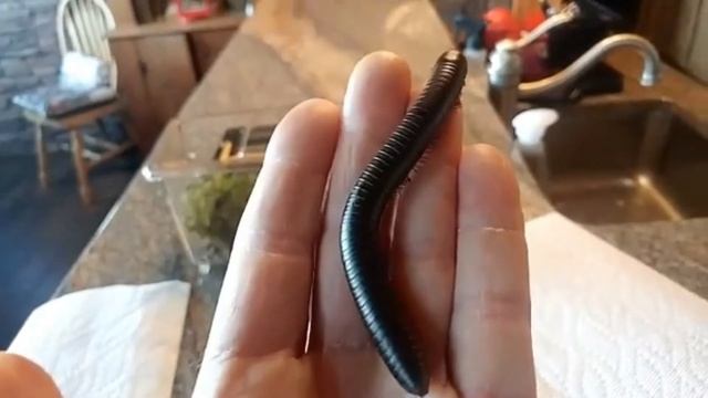 American Giant Millipede Narceus Americanus смотреть онлайн