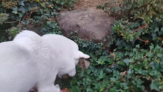 풍산개 문수와 공놀이 Korean Pungsan Dogs корейская собака Cani coresi Chiens Coréens Perros coreanos Hunde смотреть онлайн