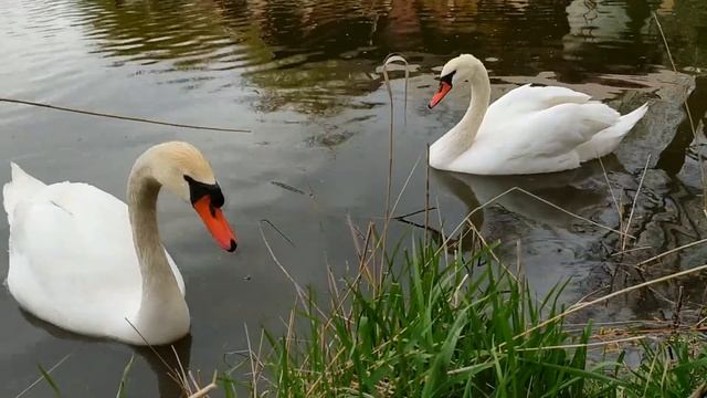 Белые лебеди 26 апреля 2020 года смотреть онлайн