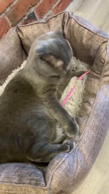 Приучаем кота к лежанке! По ходу очень поздно❤️ смотреть онлайн