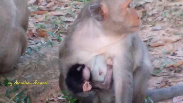 Babies Monkey Meeting Tourist In Angkor wat Temple - funnies baby monkey videos смотреть онлайн