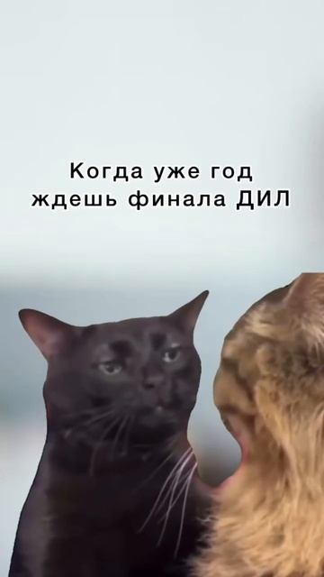 ТИПИЧНЫЙ ДИЛ #клубромантики #мемныекоты #рекомендации #юмор смотреть онлайн