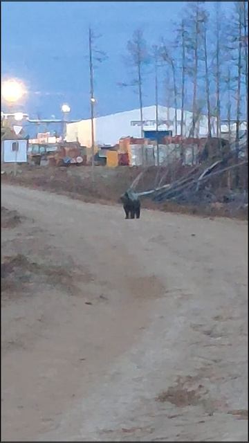 МАЛИНКИЙ МЭДВЭД