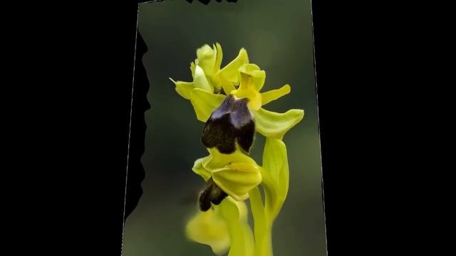 Ophrys Lupercalis