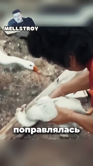 Заботливый лебедь не бросает свою жену лебёдку