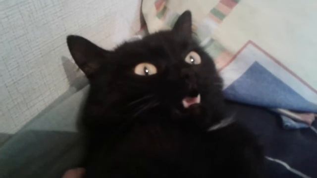 Это не кот! А дьявол!!! смотреть онлайн