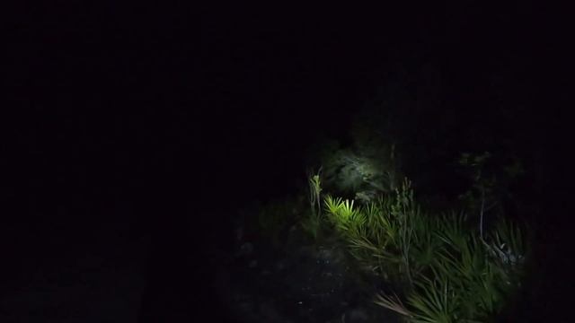 Finding Scorpions and Frogs While Exploring Florida смотреть онлайн