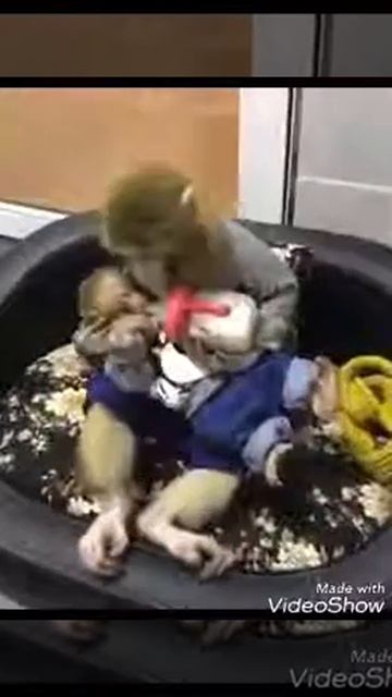 Maa Maa He Hoti Haii