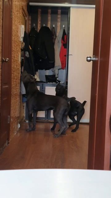 Такую охрану не пройти! Обезвредили за 33 секунды. смотреть онлайн