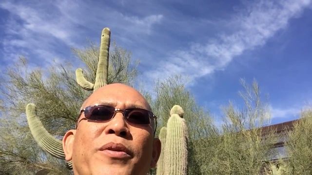 ต้นกระบองเพชรยักษ์ Saguaro ที่สูงมากและอายุมากถึง 200 ปี Desert Botanical Garden Phoenix смотреть онлайн