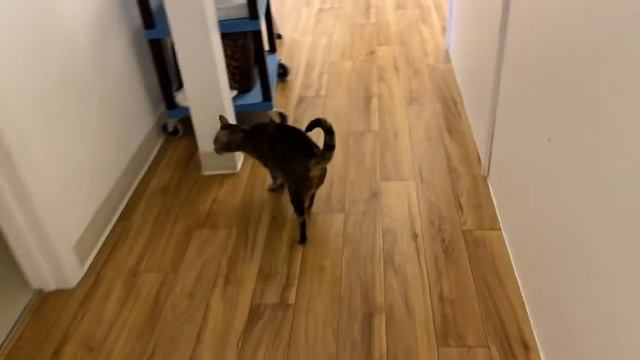 Joey & Cleo Kitty Mail! смотреть онлайн