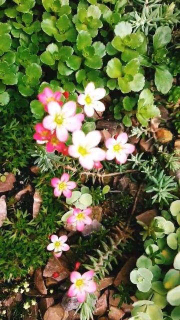 очітки, камнеломка #shots #рослини #flowers смотреть онлайн