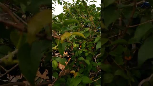 Pitanga produzido em vaso смотреть онлайн
