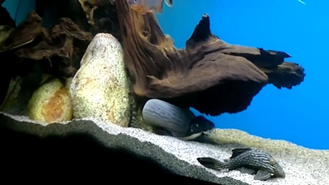 Arek's fish house / moje akwaria смотреть онлайн