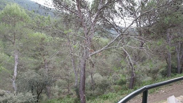 Mirador Martinez Falero. Jabalís. Дикие кабаны в Малаге