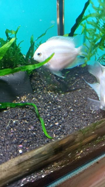 Платиновый попугай с мальками смотреть онлайн