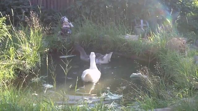 Купание гусей 3.