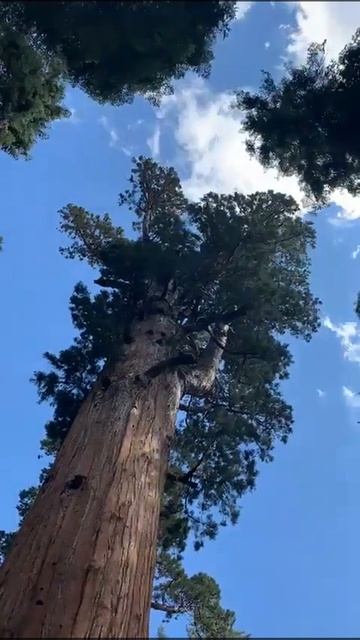 Time-lapse Giant Sequoia trees - General Sherman