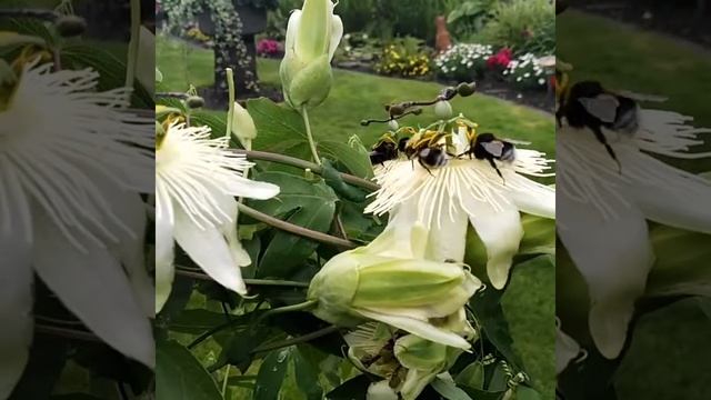 Hummeln смотреть онлайн