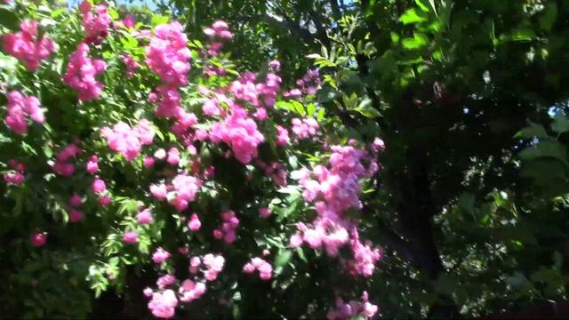 Преимущества и недостатки розы Вартбург. смотреть онлайн