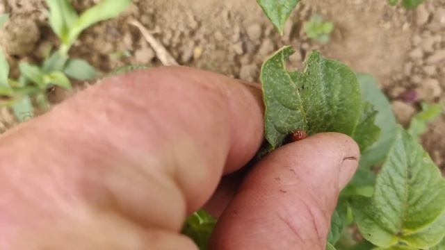 Colorado beetle control without pesticides in slow motion смотреть онлайн