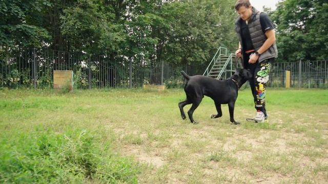 Дрессировка с щенком Кане-Корсо / Training Cane-Corso puppy смотреть онлайн