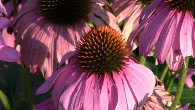 Echinacea (echinacea Purpurea) In Mid August
