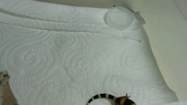 🦎 PRIMERA CRÍA de GECKO LEOPARDO 2014 ❤️ | Baby High Yellow Leopard Gecko смотреть онлайн