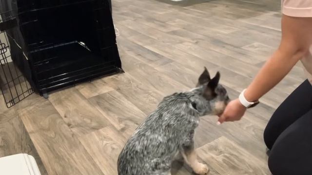 Clever Blue Heeler puppy Training 3 months old смотреть онлайн