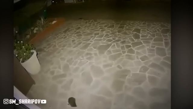 Ачузаи ОДАМХУР видеохои ДАХШАТНОК смотреть онлайн