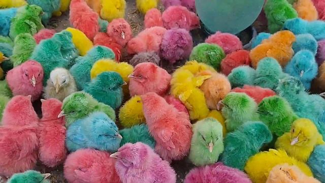 ЧУЧА ЧУЧА Е ЧУЧА смотреть онлайн