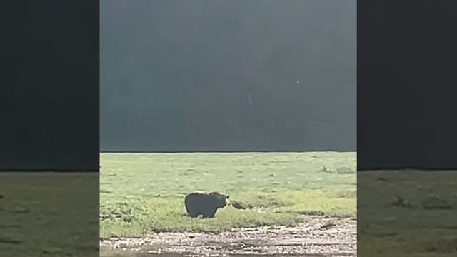 Quietly Watching A Brown Bear in Alaska смотреть онлайн