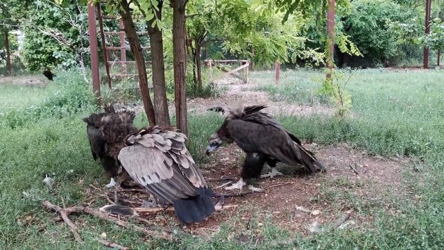 Грифы. Парк львов 