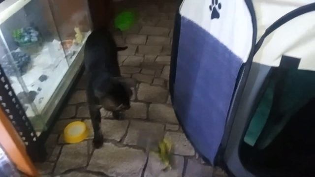 ДАЛЬНЕВОСТОЧНАЯ КОШКА ИГРАЕТ С БЕНГАЛОМ смотреть онлайн