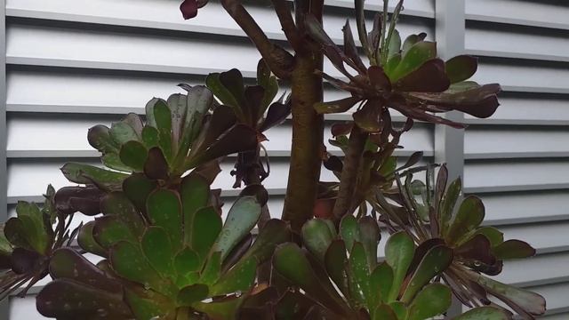 Aeonium Arborium Atropurpureum: