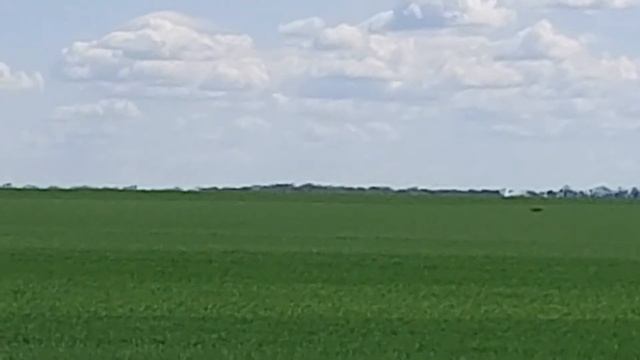 2022_04_28 Косуля чешет через поле смотреть онлайн