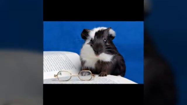 Какую свинку мне купить на др?