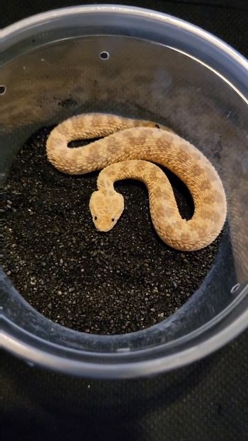 Baby sand viper plays in sprinkles! #sandviper #venomoussnakes #reptiles #snakes #viper #babysnake смотреть онлайн