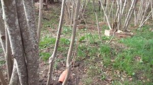 Обрезка фундука. Орехи "орехами" - НЕ ОБРЕЗАТЬ!