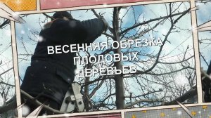 Весенняя обрезка плодовых деревьев. 1 часть. Обрезка яблонь и груши.