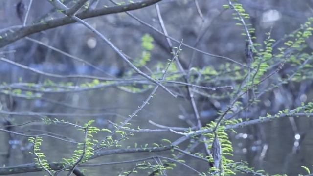 "Born An Angler" - Cale Jausel смотреть онлайн